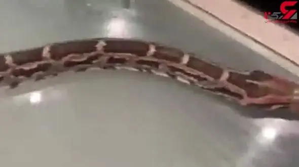 این خانم خواننده نخست وزیر هند را با مار و تمساح تهدید کرد+فیلم