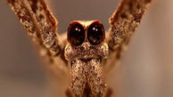 عنکبوتی که گوش ندارد + عکس