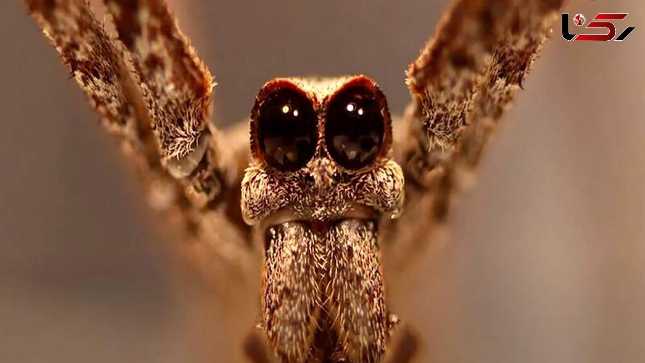 عنکبوتی که گوش ندارد + عکس