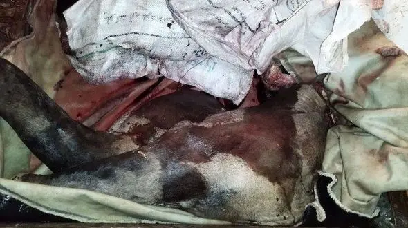 کشف لاشه ذبح شده اسب در لاهیجان ! / قرار بود مردم آن را بخورند !