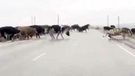 ببینید/ حادثه یخی برای گاوها + فیلم