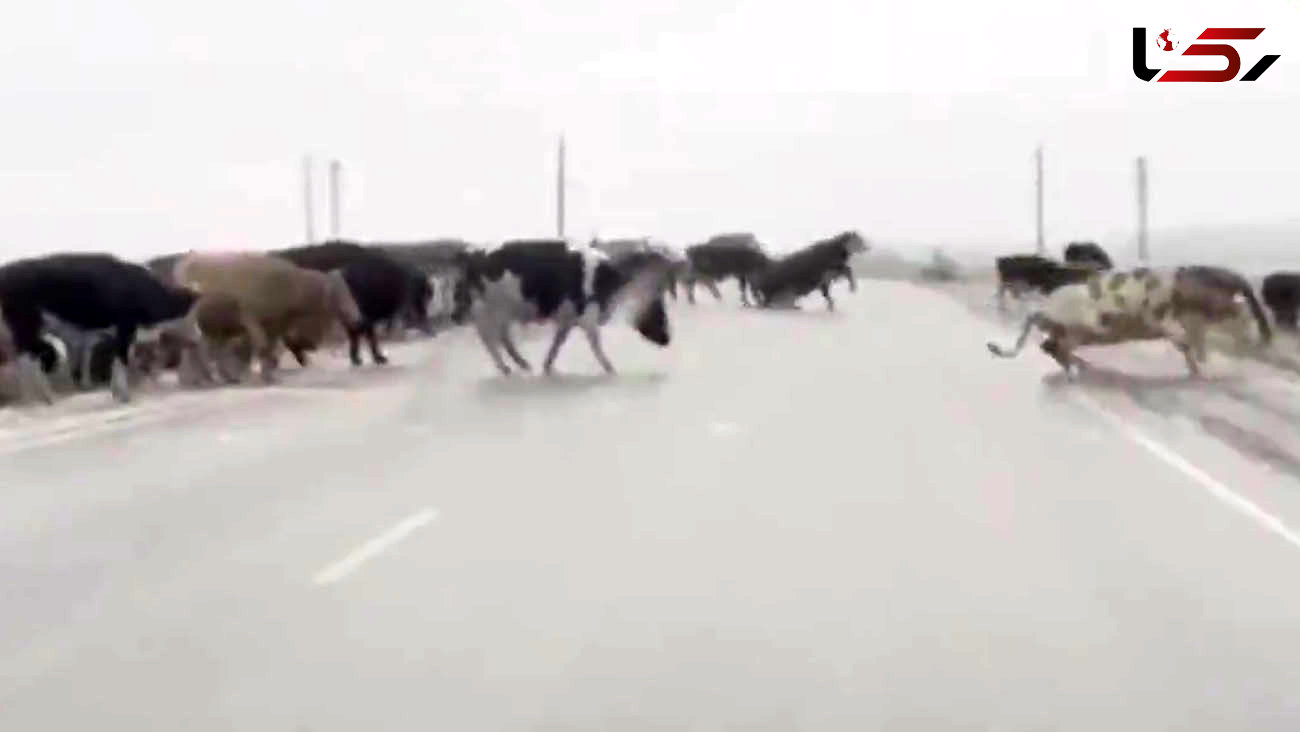 ببینید/ حادثه یخی برای گاوها + فیلم