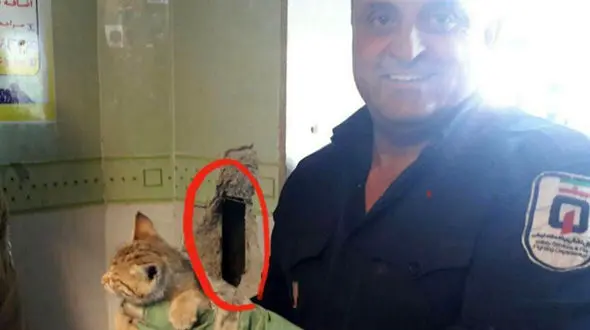 گیر کردن عجیب گربه بازیگوش در دیوار یکی از بیمارستان بوکان +عکس عملیات نجات