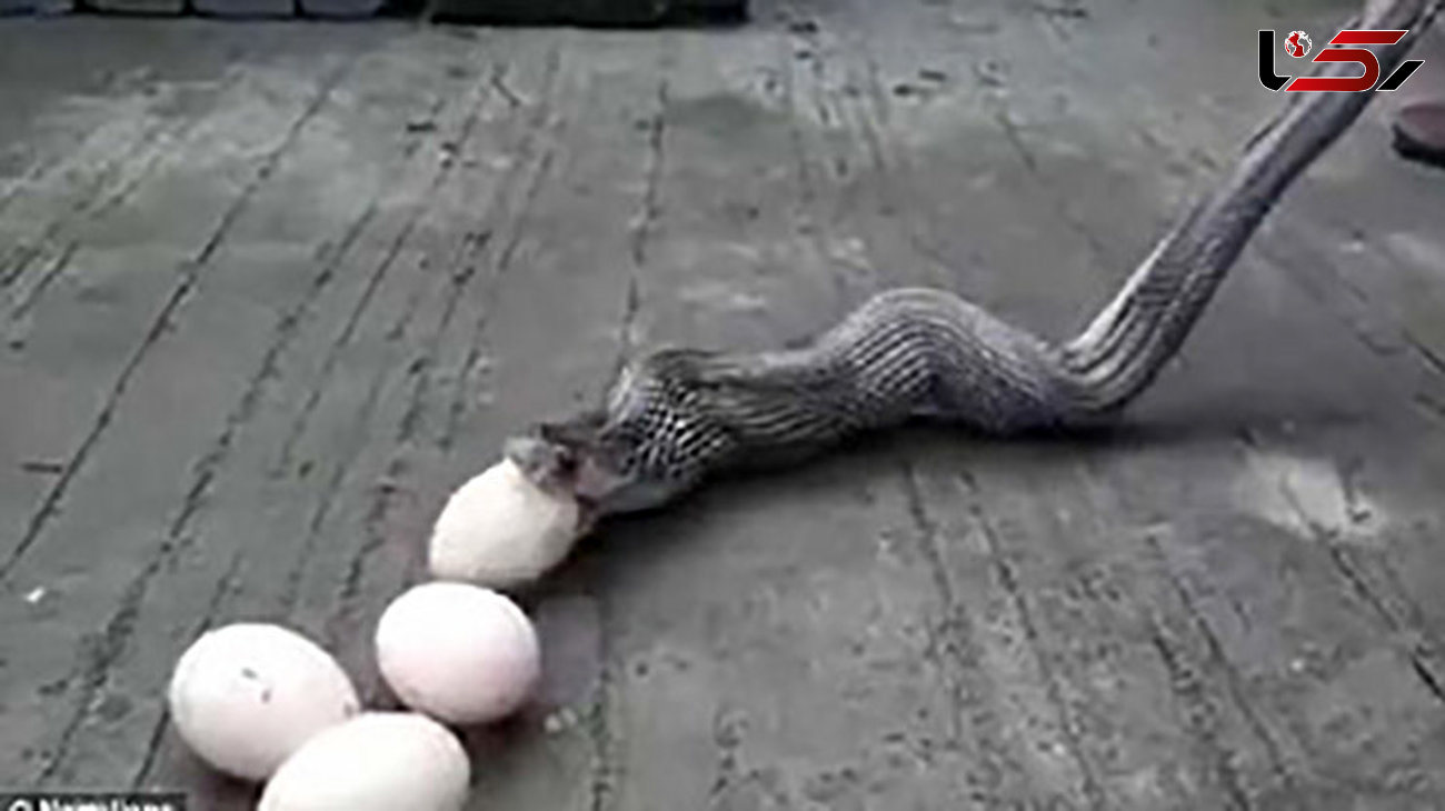 ببینید  مار کبری 9 تخم مرغ را قورت داد و چی شد؟! + تصویر