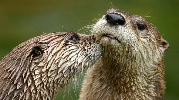 ببینید / لحظه ناب شنا یاد دادن سمور آبی به فرزندش 