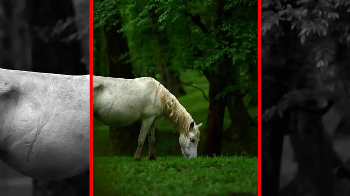 فیلم زیبایی‌های مازندران در شهسوار