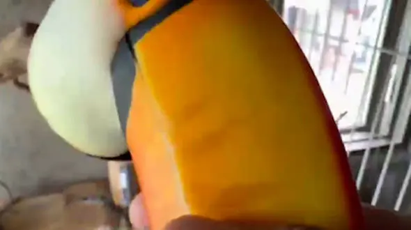 از توکان خوش رنگ ترین پرنده تا رفاقت خروس و گوساله        