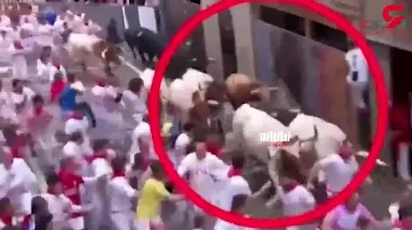 افتادن گردشگران زیر دست و پای گاوها در فستیوال گاوبازی + فیلم 