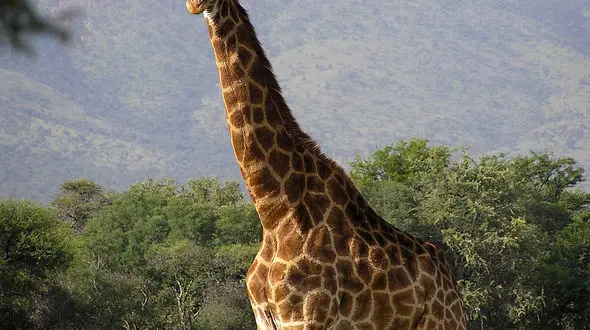 از محبت کردن مادر به فرزند تا نماد مهربانی در طبیعت 