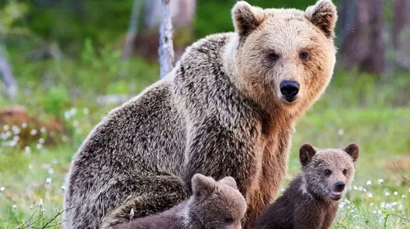 از خرس مادر و توله هایش تا شیر ها درحال شکار انتلوپ 