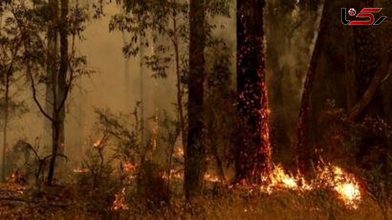 تلاش صدها آتش‌نشان برای اطفای حریق جنگلی در پرتغال
