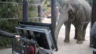 این فیل نابغه  مسائل ریاضی را در تبلت حل می کند! + عکس