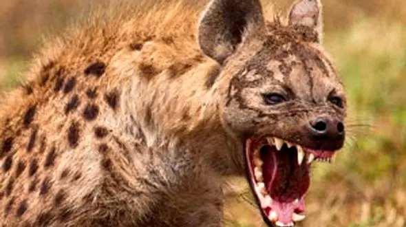 حمله کفتارهای گرسنه به یک کرگدن بزرگ + فیلم حیات وحش