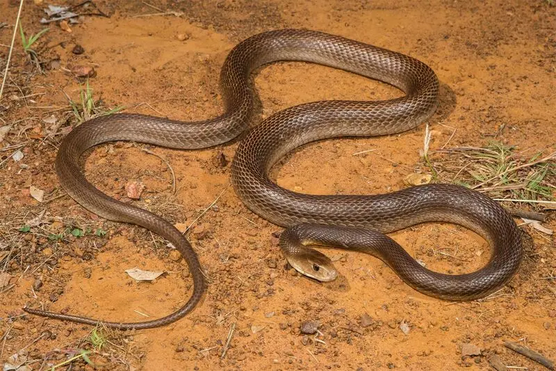 مامبای سیاه