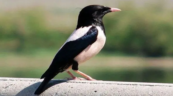 سار صورتی به همدان آمد +عکس