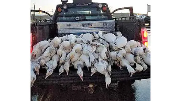 صاعقه 50 غاز مهاجر را در آسمان خشک کرد + عکس