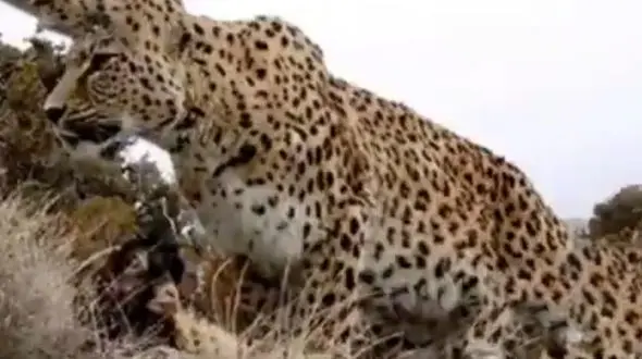 ببینید / تصاویری زیبا از مشاهده پلنگ ایرانی در منطقه کلاته خور و بیابانک