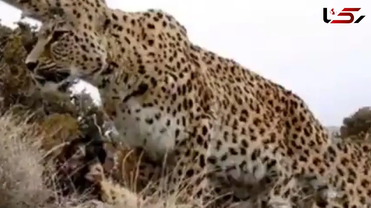 ببینید / تصاویری زیبا از مشاهده پلنگ ایرانی در منطقه کلاته خور و بیابانک
