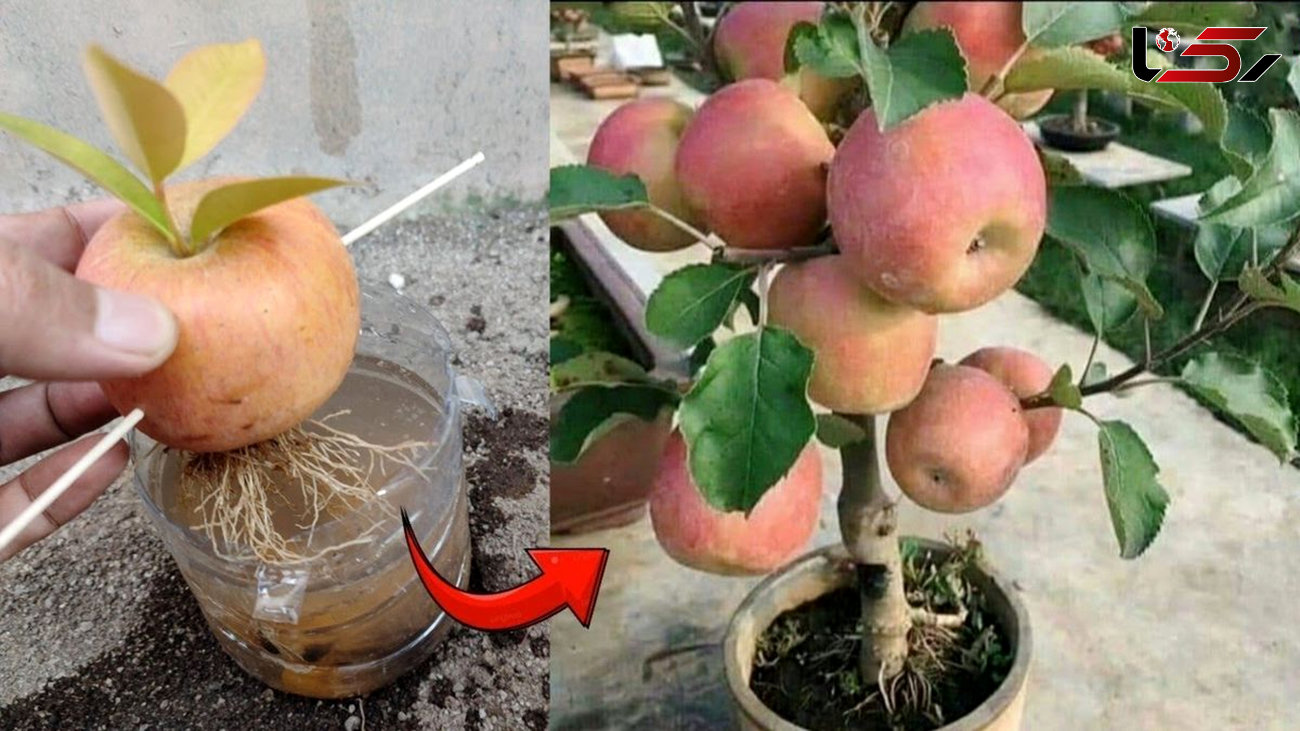  با این روش ساده در خانه سیب بکارید و میوه برداشت کنید! + فیلم