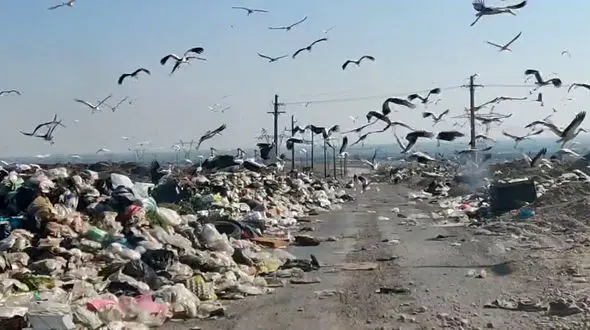 عقاب صحرایی و لک لک های سفید ، قربانیان رهایی سایت پسماند اندیمشک / سازمان محیط زیست و وزارت کشور باید نظارت جدی تری داشته باشند + فیلم