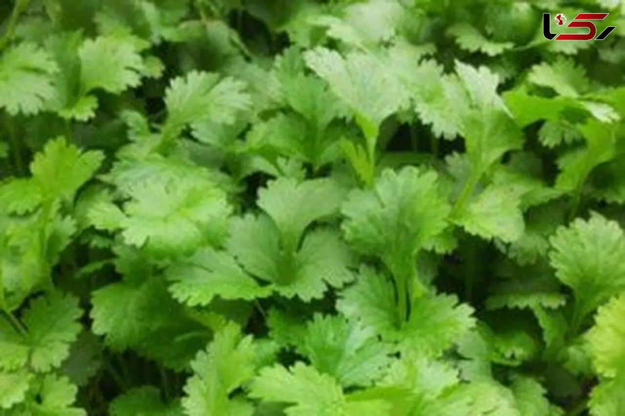 گشنیز خوش طعم و بو؛ سبزی سلامتی
