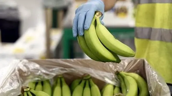 دولت تعرفه موز را کاهش داد