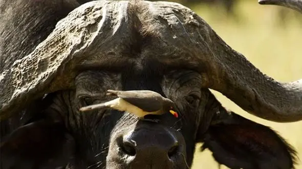 همزیستی در طبیعت / از همزیستی پرنده و گاومیش تا کفتار و کرکس