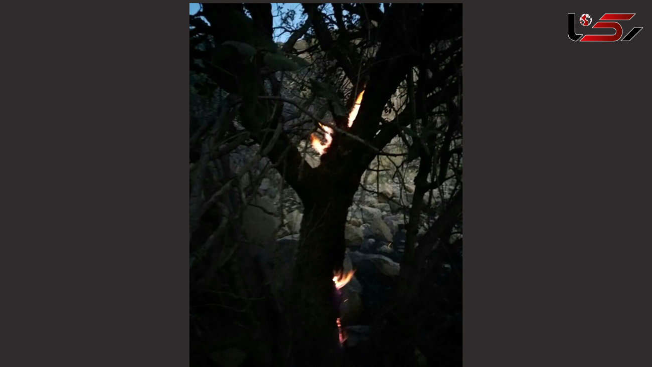 جنگل های هیرکانی در آتش / پنج روز آتش سوزی و سوختن ادامه دارد