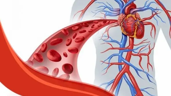 کیلومترها رگ در  بدن/دو نیم برابر دور زمین در بدن تان رگ دارید