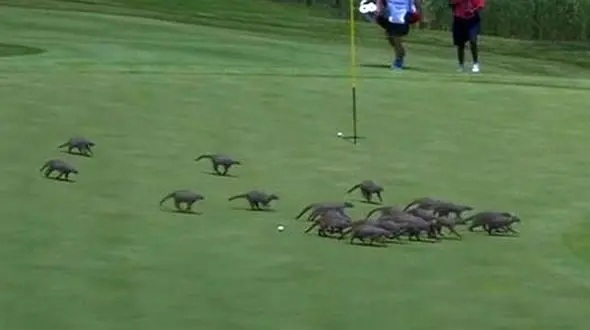 حمله خدنگ ها به زمین بازی+فیلم و عکس