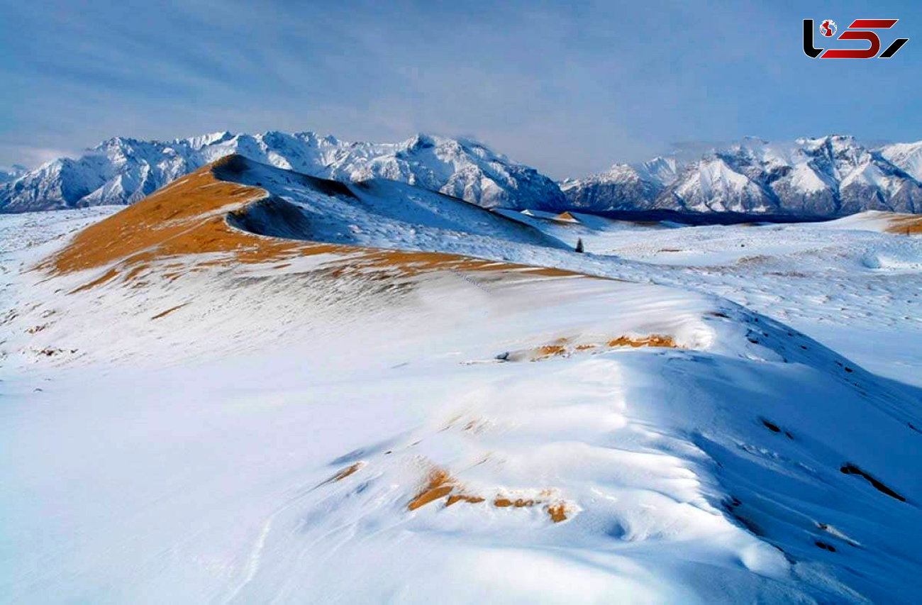 بیابان طلایی وسط کوه‌های پر برف سیبری 