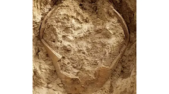 کشف کوزه سفالی دوره ساسانی در روستای دهقاید بوشهر