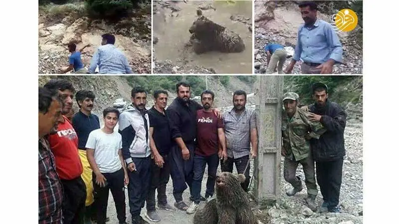 سنگسار توله‌خرس؛ زوایای مختلف یک تراژدی تکراری 