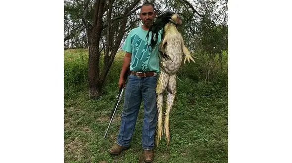 عکسی از بزرگترین قورباغه جهان جنجال زیادی به پا کرد