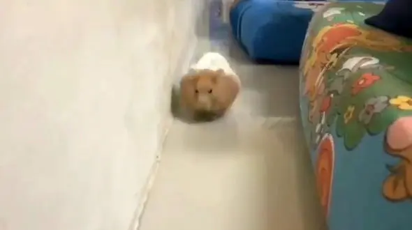 این همستر برنده دو و میدانی می شود! / فیلم