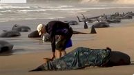 مرگ دردناک نهنگ‌ ها در سواحل قبرس و احتمال ارتباط آن با زلزله ترکیه !