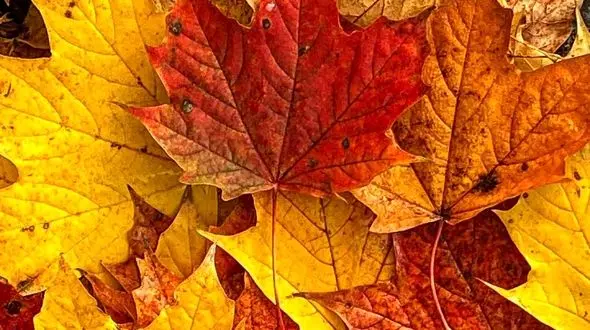 فال و طالع بینی روزانه 29 آبان + فیلم 