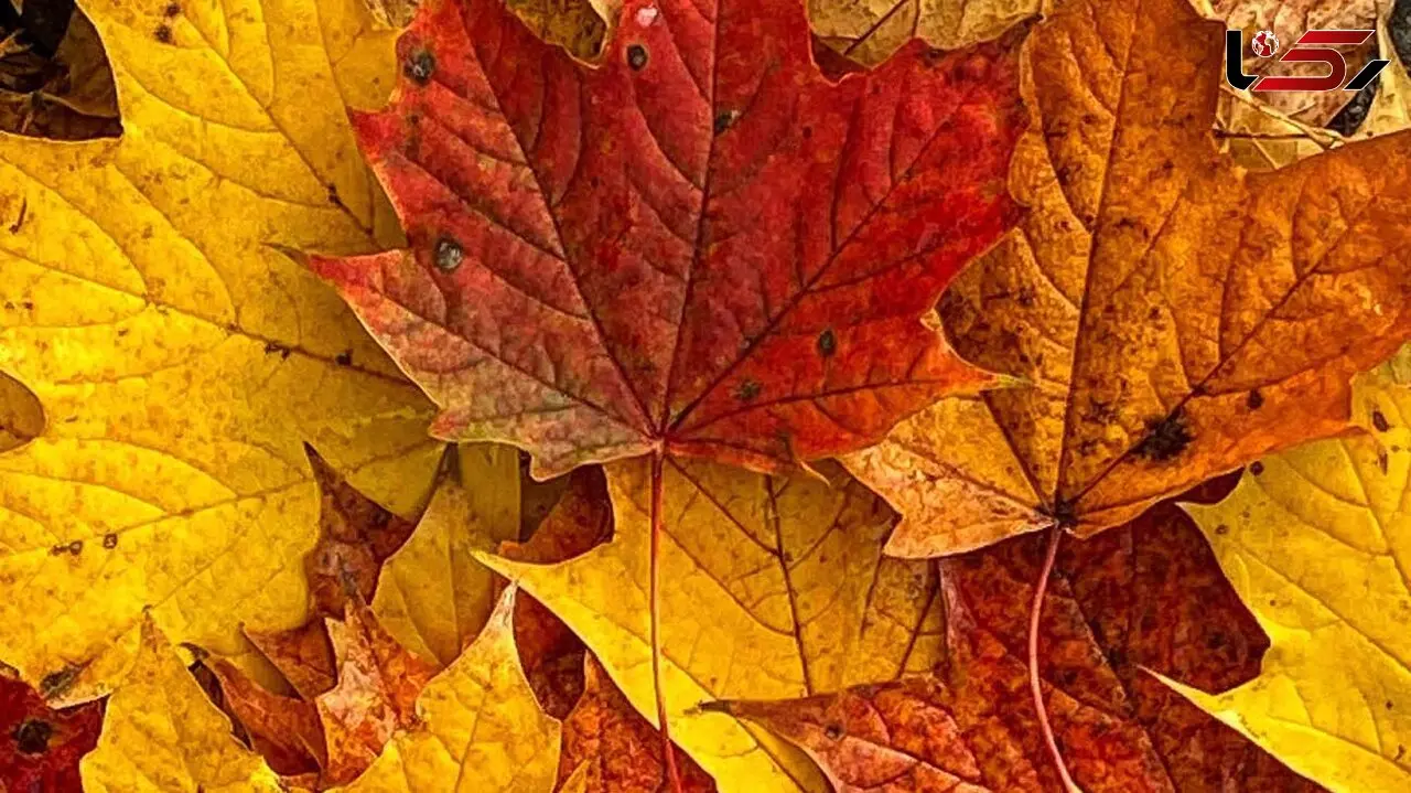 فال و طالع بینی روزانه 29 آبان + فیلم 