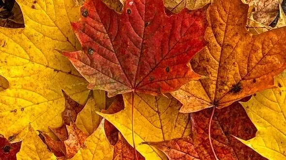 فال و طالع بینی روزانه 29 آبان + فیلم 