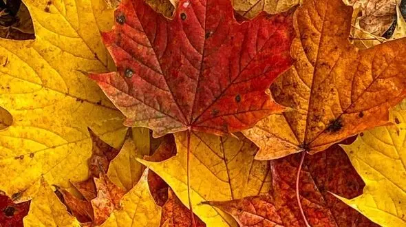 فال و طالع بینی روزانه 29 آبان + فیلم 