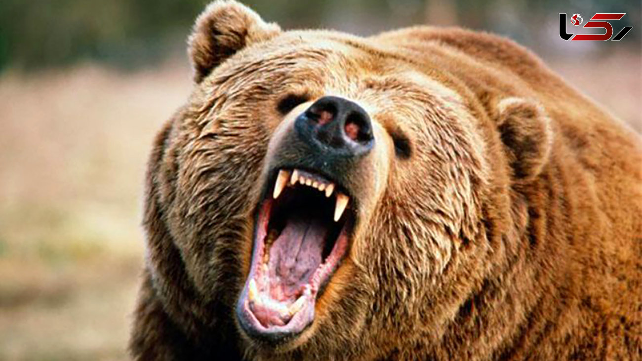 ببینید /  حمله ناگهانی خرس به یک زن جوان