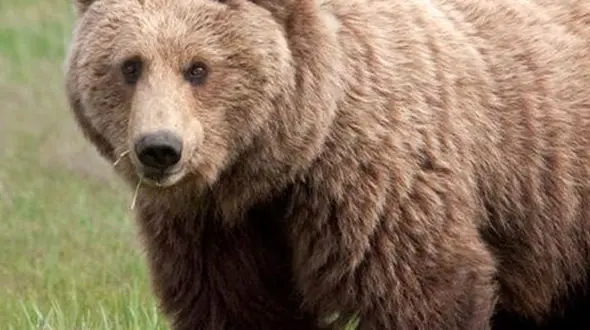 از کمک کردن به جوجه اردک های کوچک تا تقلا کردن گراز برای فرار از دست شیر