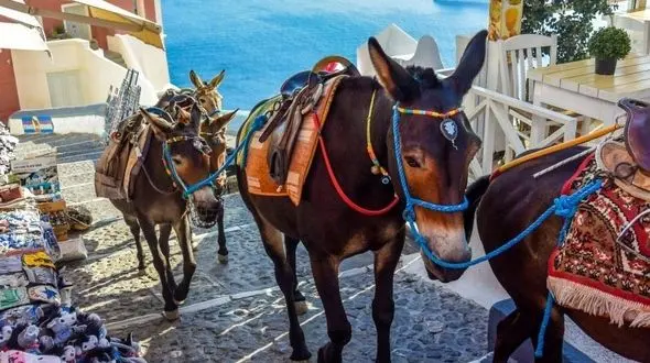 فقط لاغرها حق الاغ‌سواری دارند+عکس