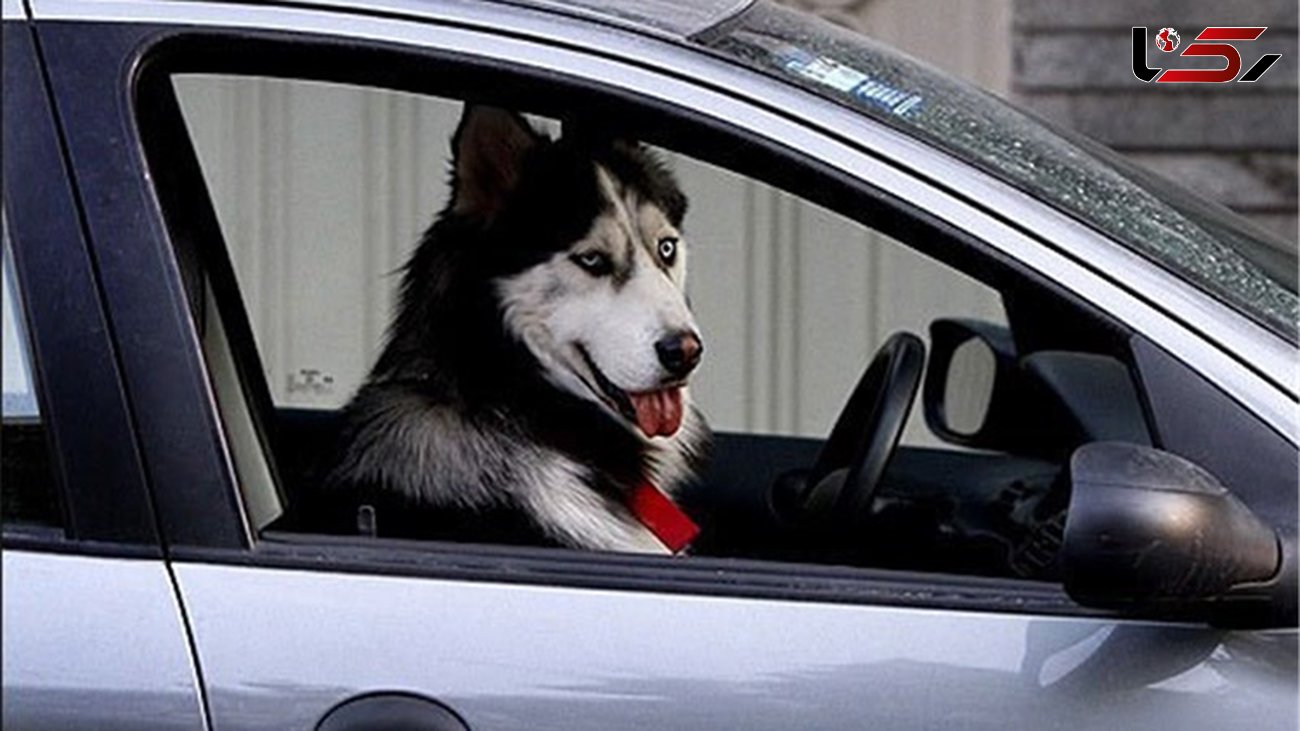 حمل سگ با خودرو غیرقانونی است/ برخورد پلیس با سگ‌گردانان در معابر عمومی