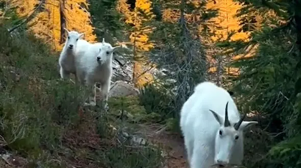 زیبایی ببینیم 