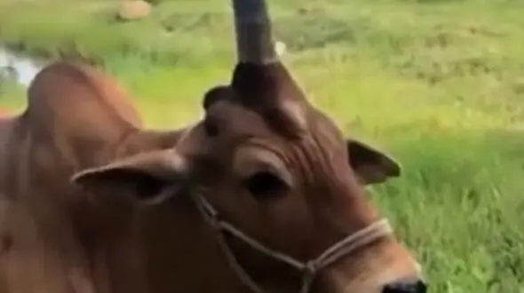 از شکار و شکارچی تا گاو شاخ دار