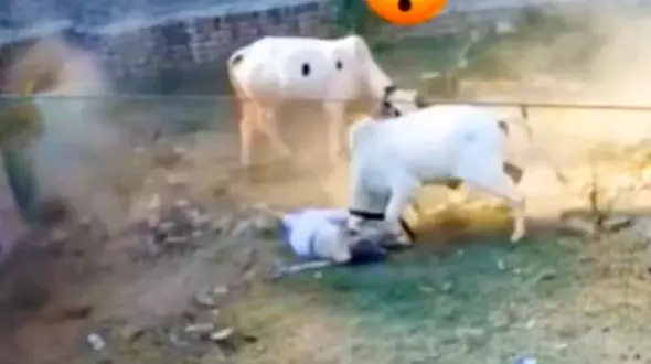 دو گاو و یک پیرمرد / صحنه‌ای تکان‌دهنده که همه را شوکه کرد + فیلم