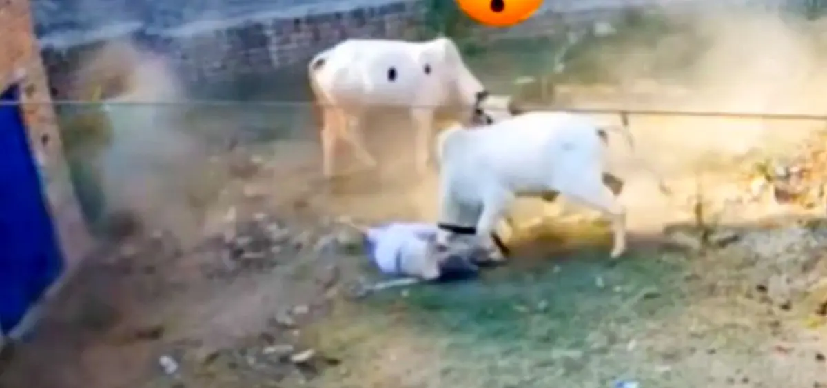 دو گاو و یک پیرمرد / صحنه‌ای تکان‌دهنده که همه را شوکه کرد