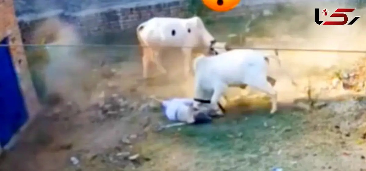 دو گاو و یک پیرمرد / صحنه‌ای تکان‌دهنده که همه را شوکه کرد + فیلم