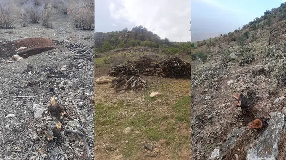 کشتار بلوط‌های زاگرس به قیمت یک گونی زغال / مدیرکل منابع طبیعی کرمانشاه: تا ۱۵ خرداد دیده‌بان‌ها ۳۲ نفر می شوند+ فیلم و عکس
